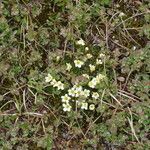 Diapensia lapponica Hábito