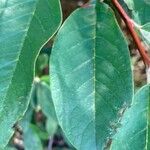 Cotoneaster glaucophyllus 叶