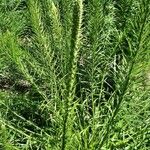Liatris pycnostachya Hoja