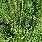 Liatris pycnostachya Leaf