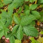 Rubus argutus Levél