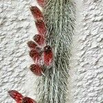 Cleistocactus baumannii Květ
