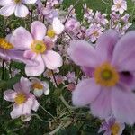 Anemone x hybrida 葉