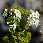 Prunus mahalebΛουλούδι