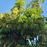 Schefflera actinophylla Blad