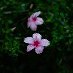 Hibiscus arnottianus