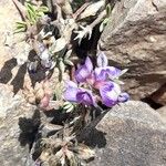 Astragalus arnottianusFlower