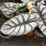 Alocasia baginda Лист