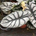 Alocasia baginda Levél