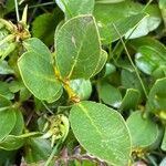 Salix retusa List