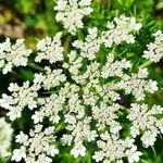 Daucus muricatus Květ