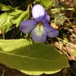 Viola pedata Staniste