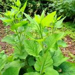 Aster ageratoides Blatt