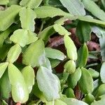 Schlumbergera bridgesii Fulla
