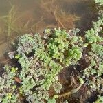 Azolla filiculoides Leaf