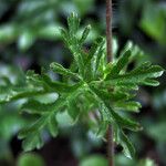 Malva moschata Leaf