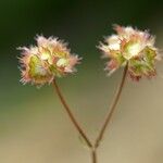 Valeriana vesicaria Fruit