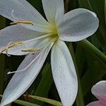 Hesperantha coccinea Flor