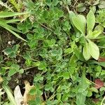 Medicago lupulina Blatt