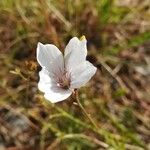 Petrorhagia saxifraga Цвят