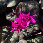 Cyclamen repandum Квітка