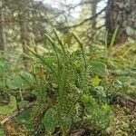 Lycopodium annotinum Облик