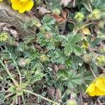 Potentilla crantzii Folha