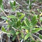 Lithodora hispidula Yaprak