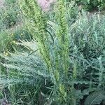 Rumex crispusRusca