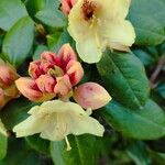 Rhododendron aureum Flor