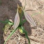 Crinum ornatum Flower