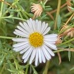 Symphyotrichum ericoides Flor