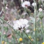 Senecio viscosus Fruit