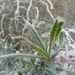 Echium angustifolium Leaf