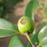 Artabotrys monteiroae Frucht