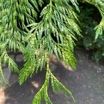 Thuja plicataList