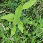 Erigeron annuus Blatt