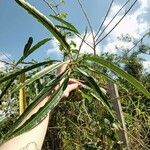 Sapium haematospermum Blad