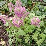 Corydalis solida Hábito