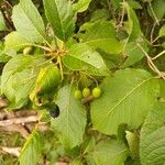 Viburnum lentago ഫലം