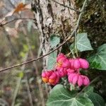 Euonymus europaeus Hedelmä