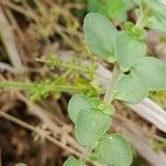 Zataria multiflora Leaf