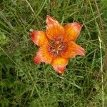 Lilium bulbiferum फूल