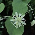 Passiflora lutea Květ