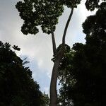 Cussonia brieyi Hábito