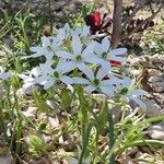 Ornithogalum gussonei Fleur