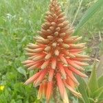 Aloe arborescensΛουλούδι