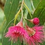 Eucalyptus leucoxylon 花
