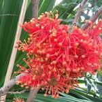 Stenocarpus sinuatus Virág