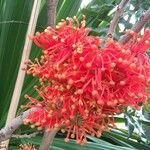 Stenocarpus sinuatus Flower